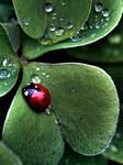 pic for Lady Bug